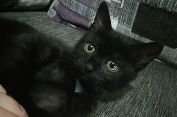 Найден чёрный котенок с ошейником возле остановки 40 лет Победы в Биробиджане
