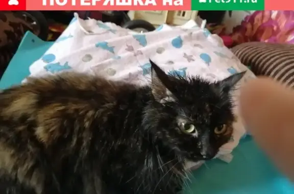 Пропала кошка в Домодедово, ул. Гагарина 48, 50, Речная 16.