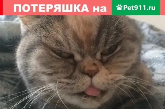 Пропала кошка Торри в Ревде, Россия