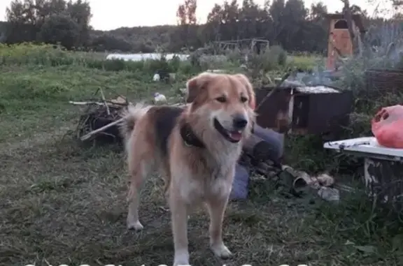 Пропала собака в Кашире, Московская область