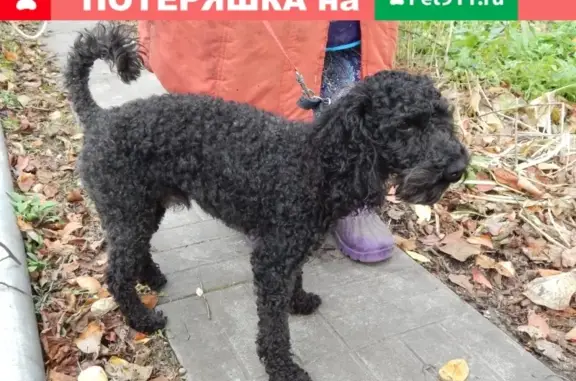 Найдена собака в Юдино, Одинцовский район