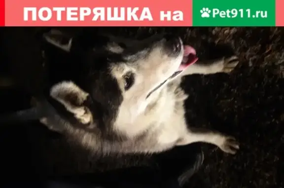 Найден пес на Барнаульской улице, 7с13