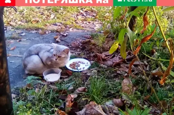 Найдена молодая кошка в Муроме, ищет новых хозяев