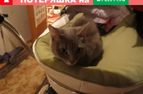 Кошки потеряшки, Москва, фото: Потеряшка кошка Пуся, Москва, 9-я Северная линия, 1к3
