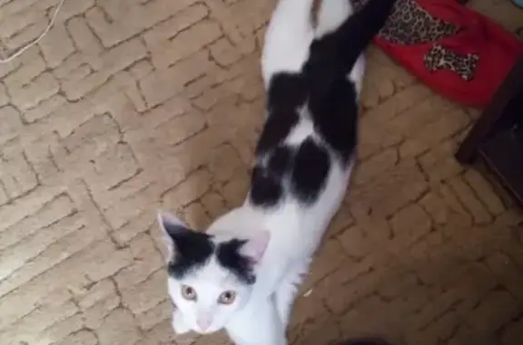 Пропала кошка Тишка в Долгопрудном, ул. Гагарина, 65