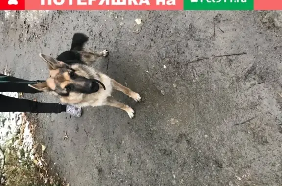 Собака найдена в Циолковского, Екатеринбург
