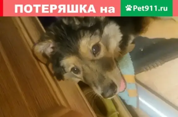 Найдена собака на Молодёжной улице, Подольск