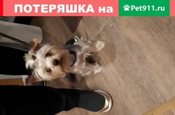 Найдена собака в Мысхако на улице Крупской