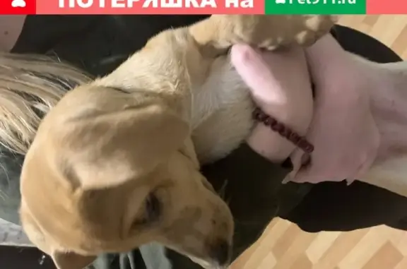Найдена собака в Черногорске, район 7 школы