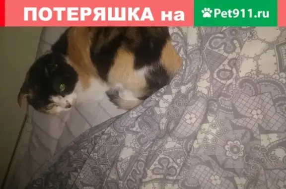 Пропала кошка Бафи на ул. 40 лет Октября, Кисловодск