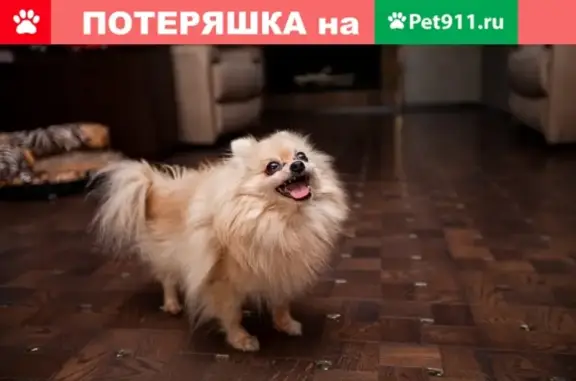 Собаки потеряшки, Щёлково, фото: Потеряшка карликовый шпиц, вознаграждение гарантировано! (Щёлково-3, ул. Советская, 3)