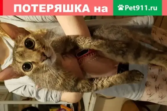 Кошка Кот найдена в Москве