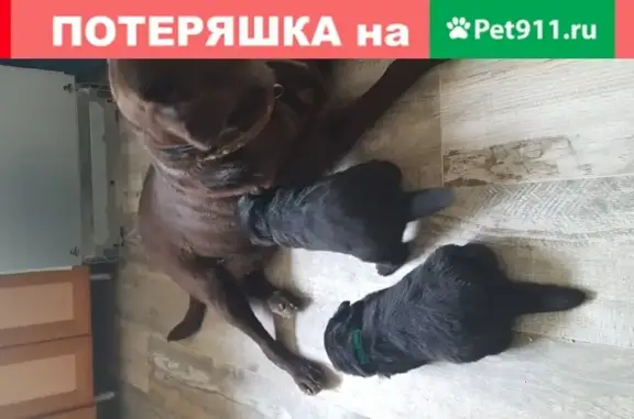 Собаки потеряшки, , фото: Потеряшка сука-лабрадор в Симферополе, ул. Леси Украинки.