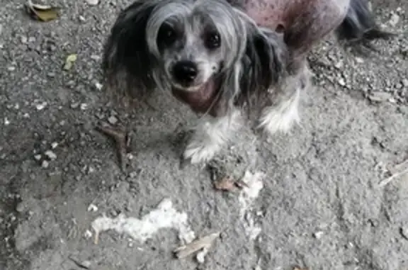 Пропала собака серого цвета в Приморском крае