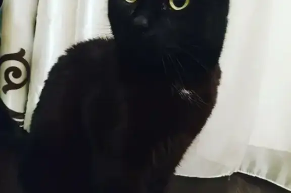 Кошки потеряшки, Москва, фото: Потеряшка кот Линч на ул. Газопровод, д.13.к.3 (Южное Чертаново) 18 октября в 20:00.