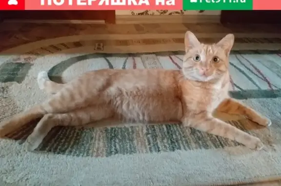 Пропал кот Тоша с ул. Пар.Коммуны, Иваново.