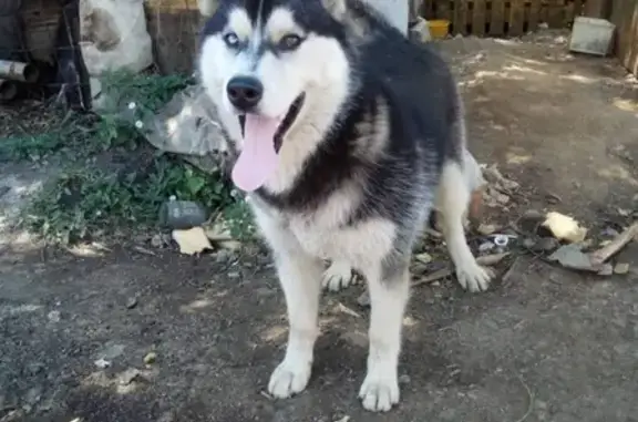 Собаки потеряшки, Челябинск, фото: Потеряшка собака Гуф, Тракторозаводский р-н, Челябинск, Россия