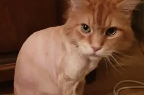 Кошки потеряшки, Москва, фото: Потеряшка кошка Мейн-кун в Москве, ул. Ивана Франко, 32к1