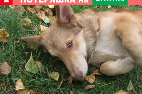 Найдена собака в Абакане на улице Маршала Жукова, 80