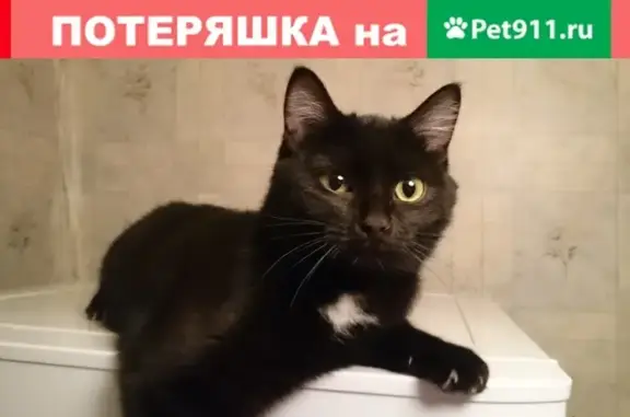 Пропала черно-белая кошка на ул. Мичурина, 1В