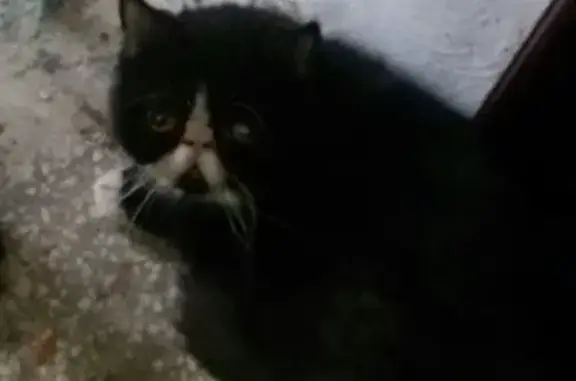 Найдена кошка на Мориса Тореза, Самара