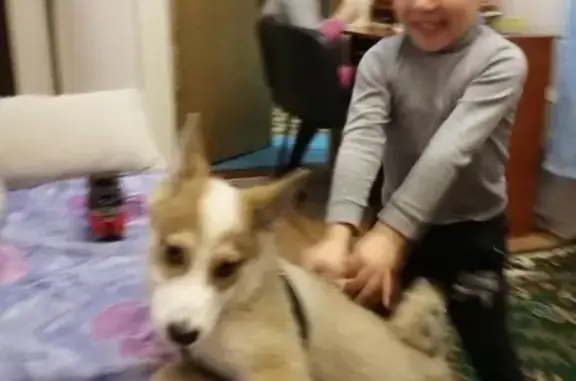 Собаки потеряшки, , фото: Потеряшка щенок Гектор, ошейник коричневый, Ялта