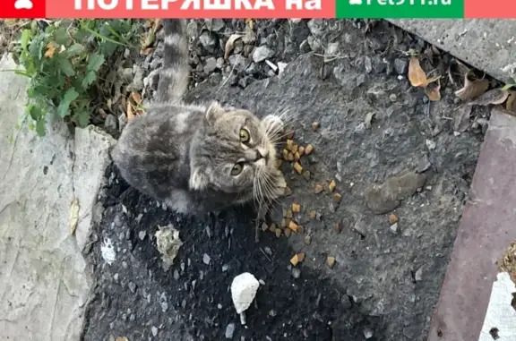 Кошка на улице Софьи Перовской, 101к11 в Астрахани
