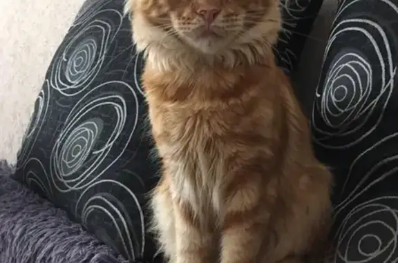 Кошки потеряшки, , фото: Потеряшка мейн-кун в Гусь-Хрустальном, Владимирская обл.