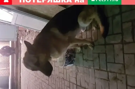 Найдена собака Кабель на ул. Железнодорожной
