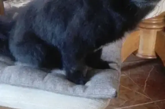 Пропала собака Феня в деревне Стрельниково