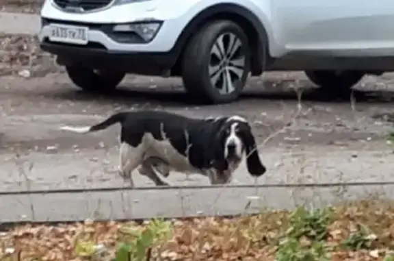 Найдена собака на проезде Менделеева, 11 в Ульяновске