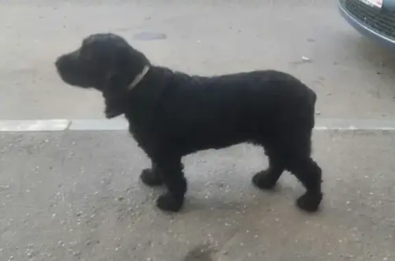 Пропала собака в Михайловском, Можайский район, ищут Джулю!