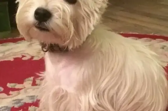 Собаки потеряшки, Москва, фото: Потеряшка собака Вест, белый окрас, район 