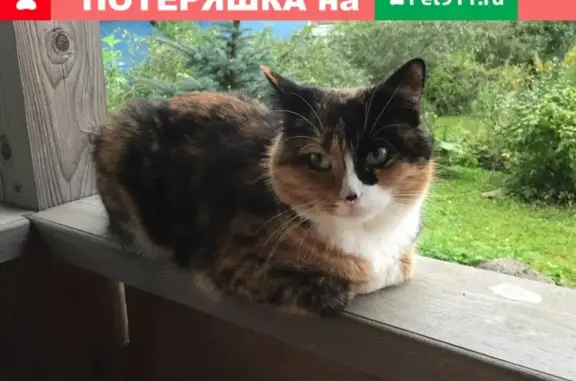 Потерянные животные Санкт-Петербург, фото: Пропала трёхцветная кошка на улице Веры Слуцкой, 34.