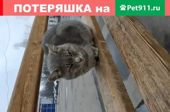 Найдена кошка на остановке Афанасьева в Чебоксарах