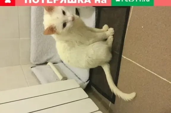 Найдена кошка с пупочной грыжей в Москве