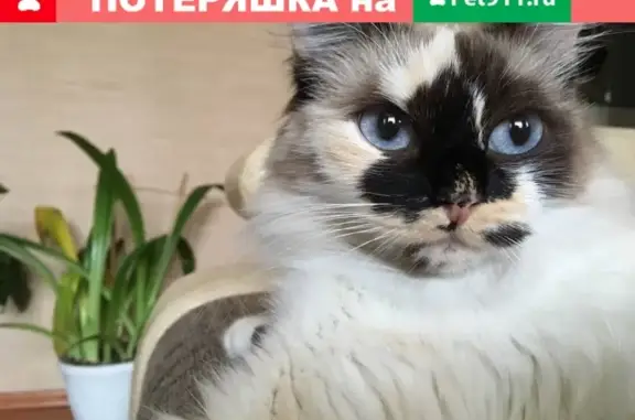 Потерянные животные Улан-Удэ, фото: Пропала сибирская кошка на ул. Барнаульская 81
