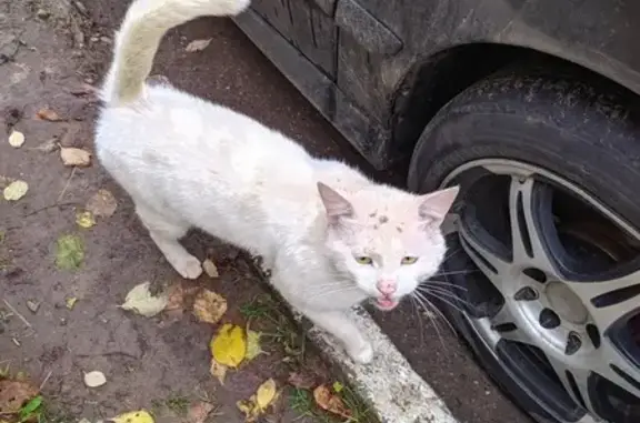 Найдена кошка с зелёным ошейником в Новочебоксарске