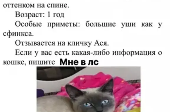 Пропала кошка Ася на пр. Ленина, 193