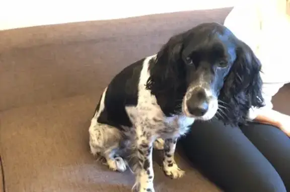 Найдена собака, Москва, фото: Найдена собака породы спаниель на ул. Исаковского, дом 2 корп. 2.