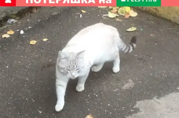 Найден кот на улице Таганская