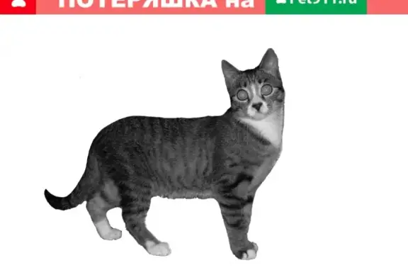Пропала кошка в Смоленке, Забайкальский край