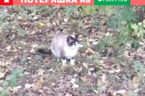 Найдена кошка на пр. Космонавтов