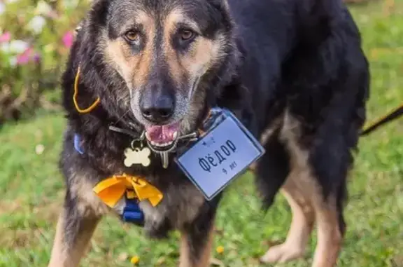 Собаки потеряшки, Москва, фото: Потеряшка собака Федя на улице Тёплый Стан