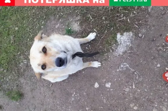 Пропала собака рыжего окраса на ул. Космонавтов, Ишимбай