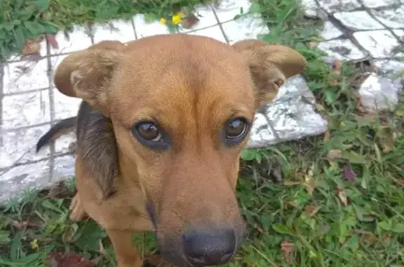 Найдена собака-метис в Ясногорском районе