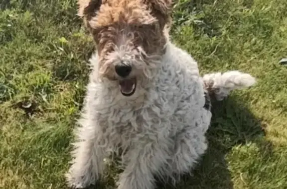 Собаки потеряшки, Москва, фото: Потеряшка собака в Москве с клеймом