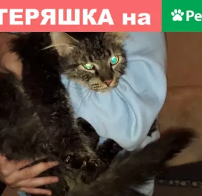 Пропала кошка на улице Маршала Захарова, 39