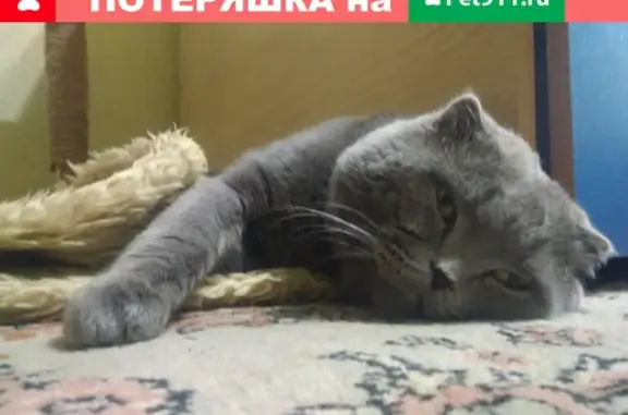 Кошки потеряшки, Будённовск, фото: Потеряшка кошка в Буденновске с белым кончиком хвоста