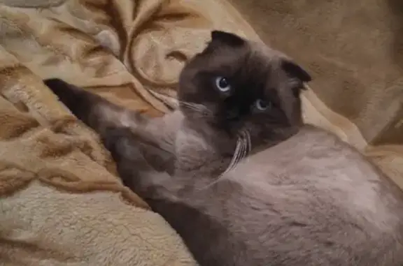 Кошки потеряшки, , фото: Потеряшка веслаухий кот с оранжевым ошейником в Сальске